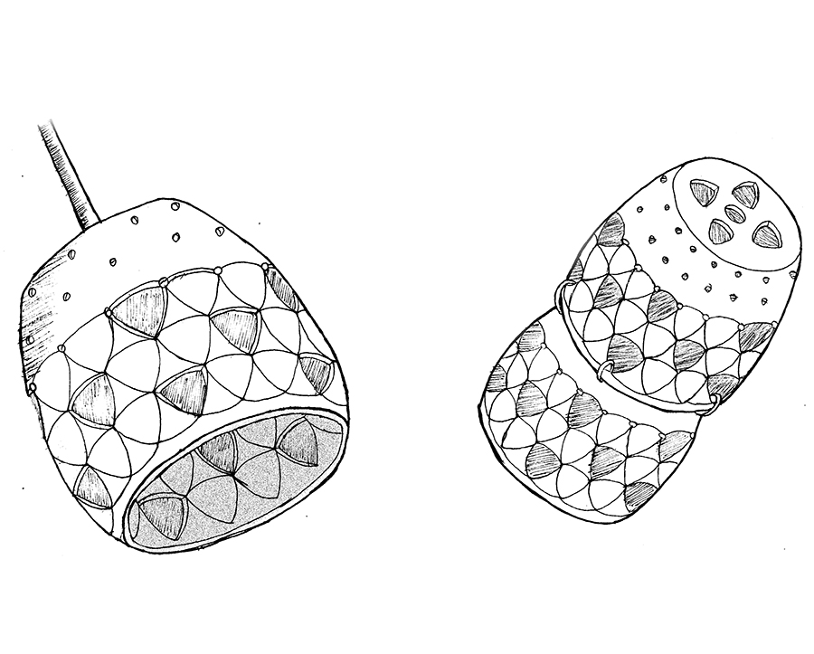 Sketch in black and white of Luminária Buriti